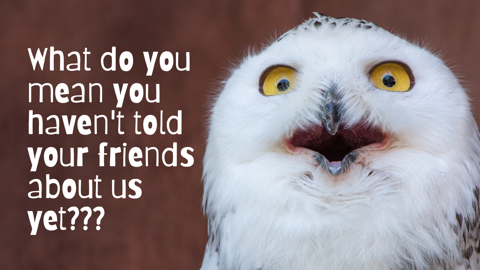 What do you mean you haven’t told your friends about us? – Surprised Owl What do you mean you haven't told your friends about us? - Surprised Owl