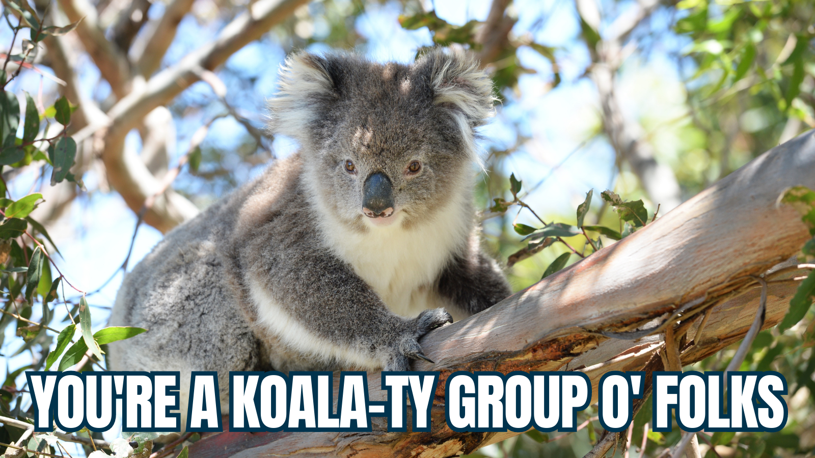 Digital Brand Expressions Koala Meme Picture of a Koala with the headline "You're a koala-ty group of folks"