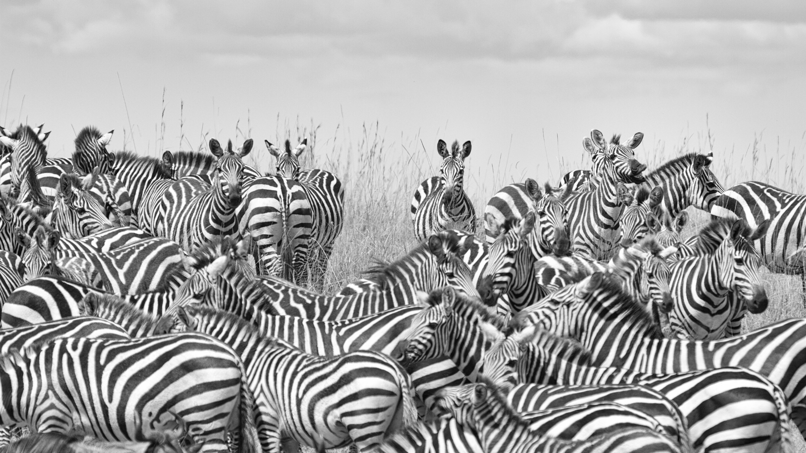 A Dazzle of Zebras A Dazzle of Zebras